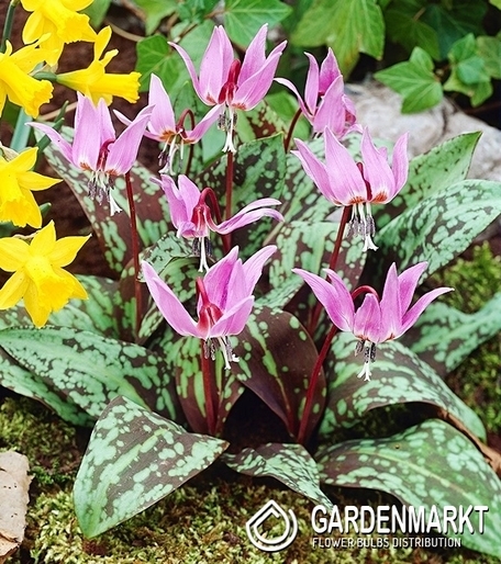 Erythronium - Psiząb Rose Queen 1 szt.