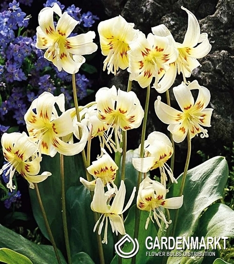 Erythronium - Psiząb White Beauty 1 szt.