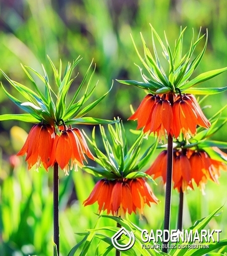 Fritllaria - Szachownica Cesarska Garland Star 1 szt.