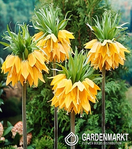 Fritllaria - Szachownica Cesarska Orange Beauty 1 szt.