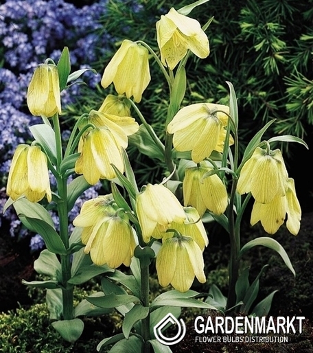 Fritllaria - Szachownica Cesarska Pallidiflora 1 szt.