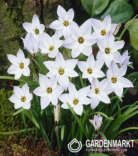 Ipheion - Ifejon White Star 10 szt.