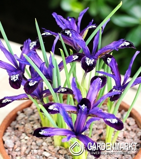 Iris Reticulata Blue Note 10 szt.