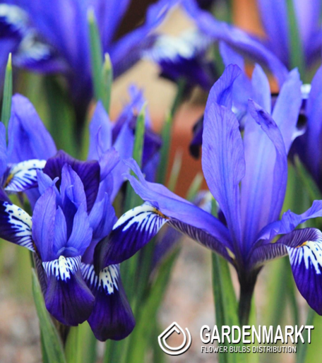 Iris Reticulata Fabiola 10 szt.