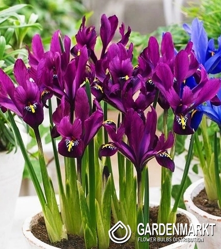Iris Reticulata S.J Dijt 10 szt.
