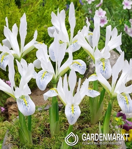 Iris Reticulata Polar Ice 5 szt.