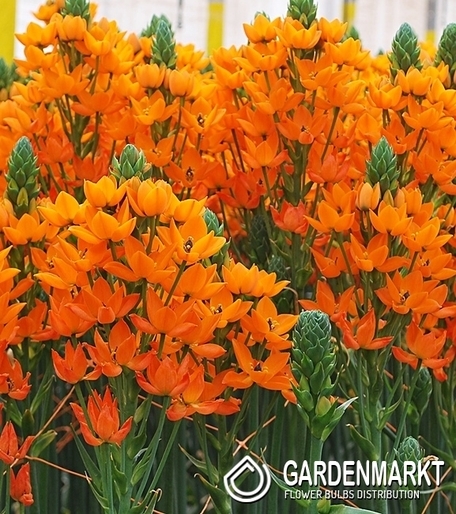 Ornithogalum - Śniedek Wątpliwy Dubium Geel 5 szt.