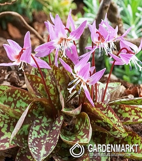 Erythronium - Psiząb Purple King 1 szt.