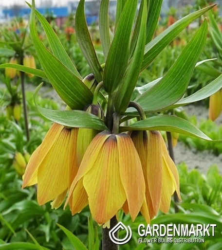 Fritllaria - Szachownica Cesarska Paradise Beauty 1 szt.