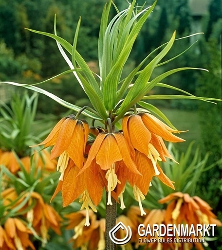 Fritllaria - Szachownica Cesarska Plorifera 1 szt.