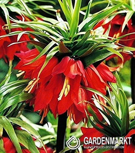 Fritllaria - Szachownica Cesarska Red Beauty 1 szt.