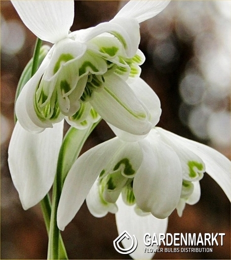 Galanthus - Przebiśnieg Dionysus 3 szt.