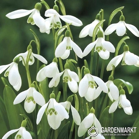 Galanthus - Przebiśnieg Woronowii 10 szt.
