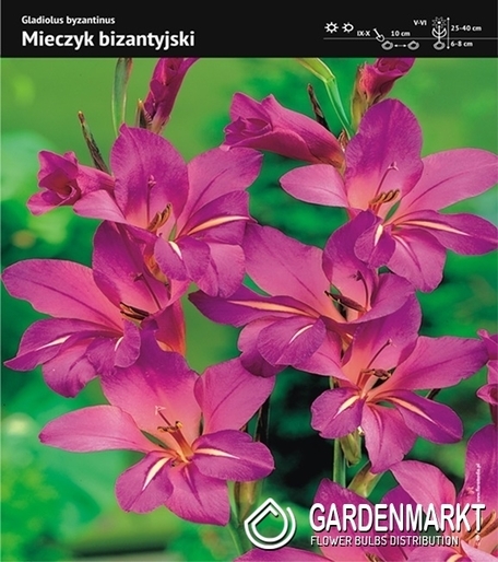Gladiolus Byzantinus - Mieczyk Bizantyjski 10 szt.