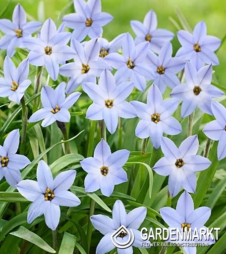 Ipheion - Ifejon Rolf Fiedler 10 szt.