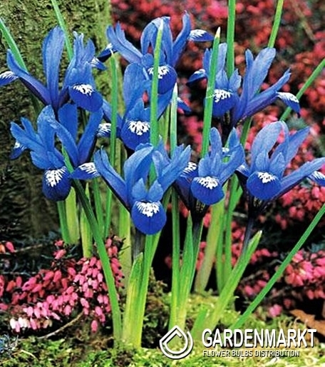 Iris - Irys Reticulata Blue Hill 10 szt.