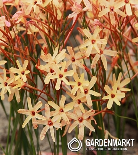 Ixia Paniculata - Iksja Eos 10 szt.