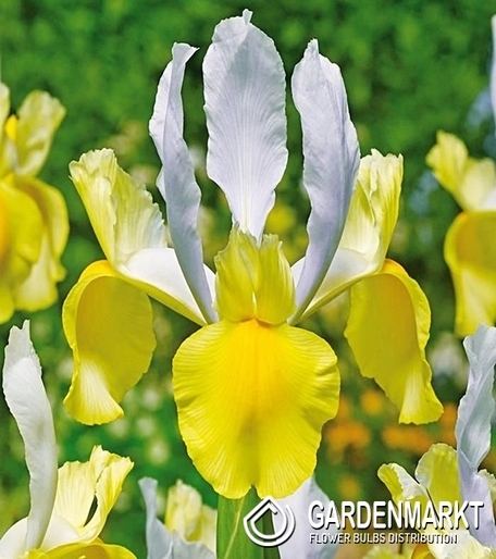 Irys Holenderski Montecito 10 szt.
