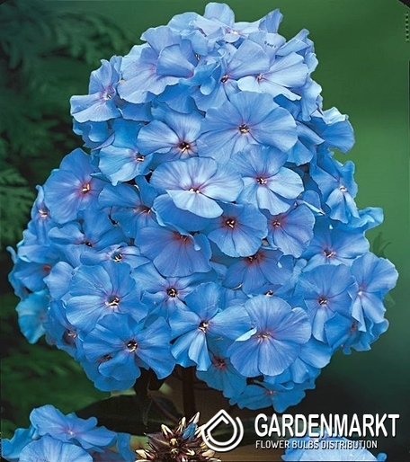 Phlox - Płomyk Wiechowaty Blue Niebieski 1 szt.