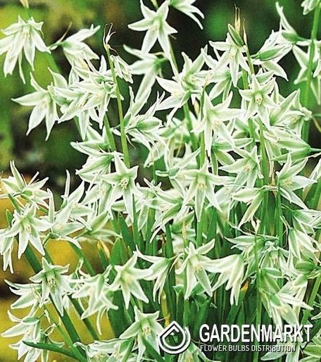 Ornithogalum Natans - Śniadek Zwisły 10 szt.
