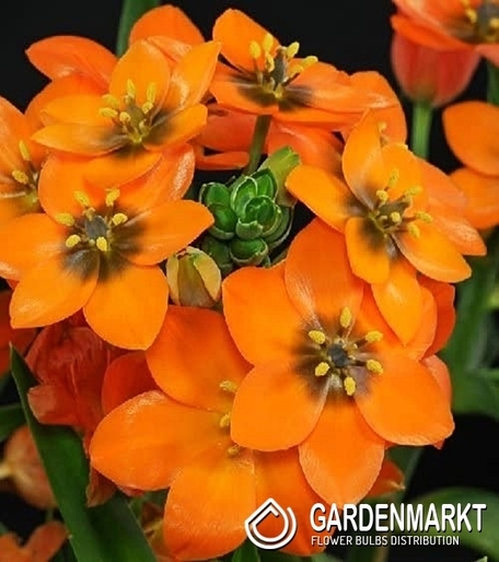 Ornithogalum Dubium Orange - Śniadek Wątpliwy 5 szt.