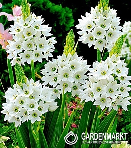 Ornithogalum Thyrsoides Milky Way - Śniedek Wiechowaty 3 szt.