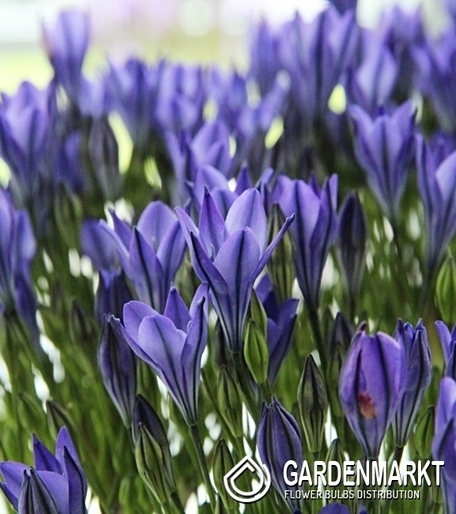 Hiacynt Kalifornijski - Brodiaea Triteleia Blues 10 szt.