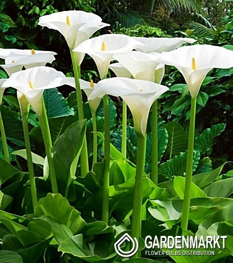Zantedeschia - Kalla Calla Aetiopica 1 szt.