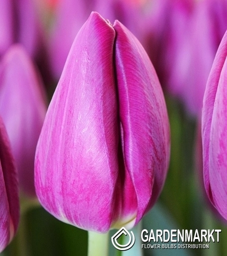 Tulipan Triumph Gigantyczny Bullit 5 szt.