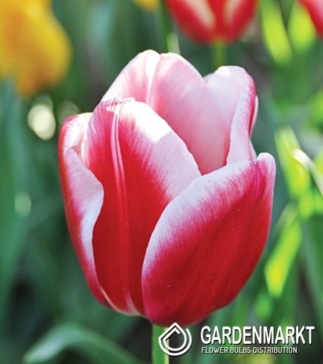 Tulipan Triumph Lech Wałęsa 5 szt.