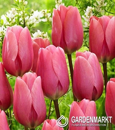 Tulipan Gigantyczny Big Love 5 szt.