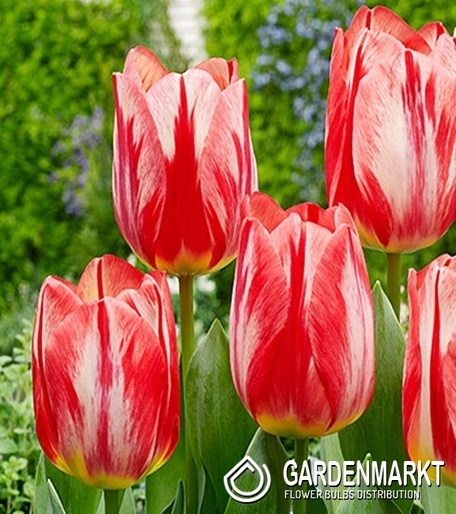 Tulipan Dwukolorowy Spryng Break 5 szt.