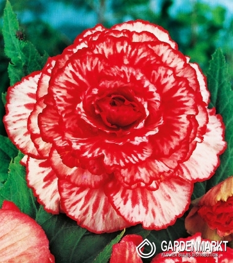 Begonia Dwukolorowa Marmorata 1 szt.