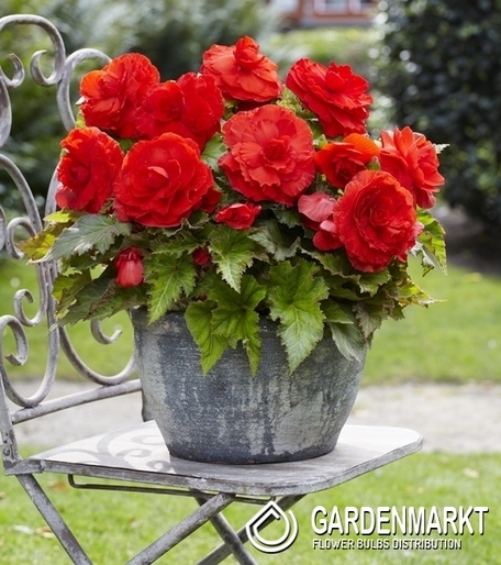 Begonia Superba Czerwona 1 szt.