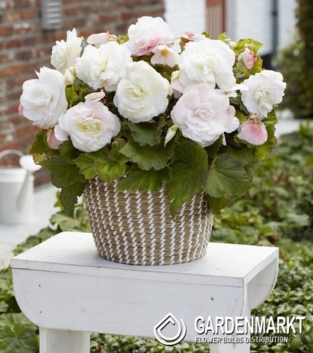 Begonia Superba Biała 1 szt.