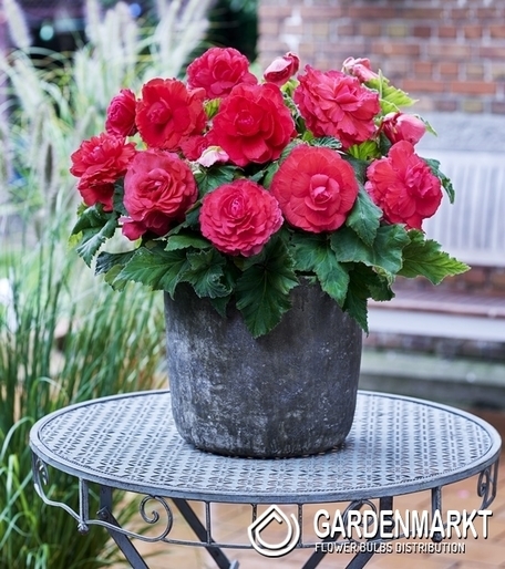 Begonia Superba Różowa 1 szt.
