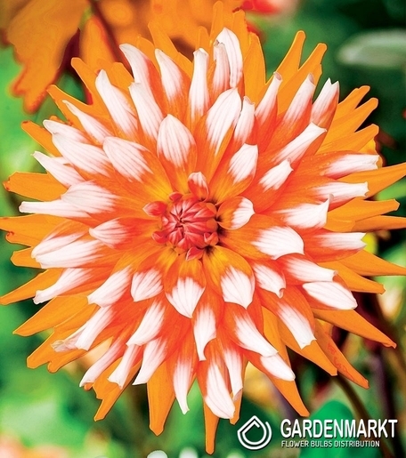 Dalia Dekoracyjna Orange Turmoil 1 szt.
