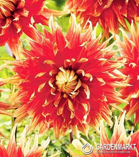 Dalia Dekoracyjna Autumn Sunburst 1 szt.