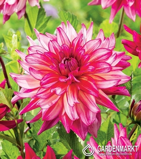 Dalia Dekoracyjna Pinkie Swear 1 szt.