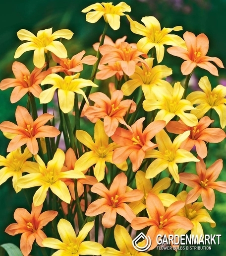 Homeria Moraea MIX 10 szt. 5/+
