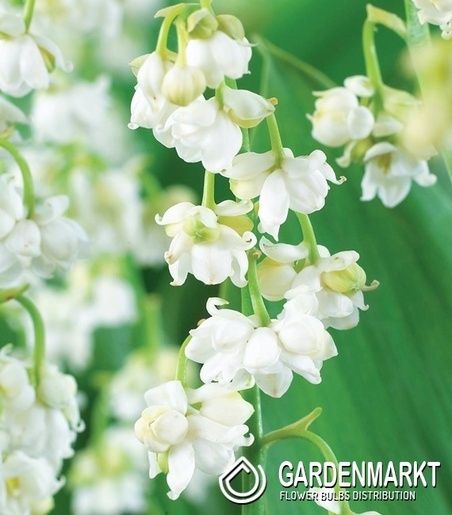 Convallaria Prolificans - Konwalia Majowa Pełna Biała 1 szt.