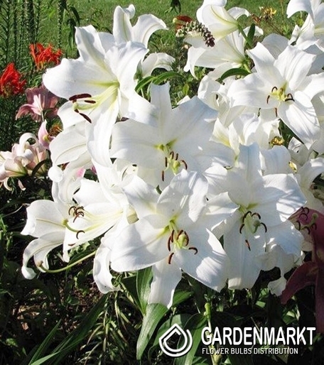 Lilia Drzewiasta Villa Blanca 1 szt.