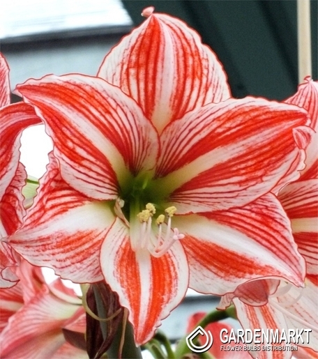 Hippeastrum - Amarylis Ogrodowy Tabladance 1 szt.