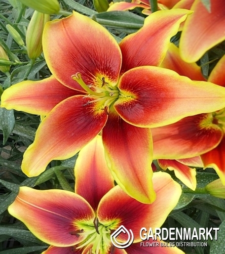 Lilia AOA Hybride Avalon Sunset 1 szt.