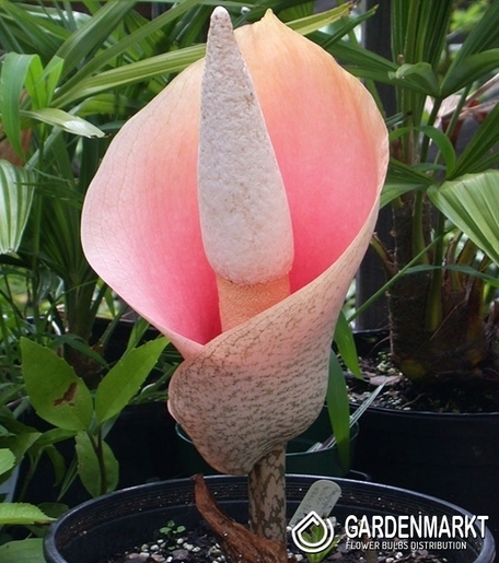 Amorphophallus Bulbifer - Dziwidło Różowe 1 szt.