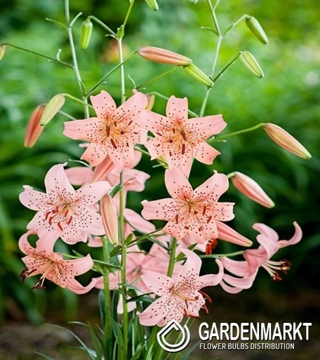 Lilia Tygrysia Pink Giant 1 szt.