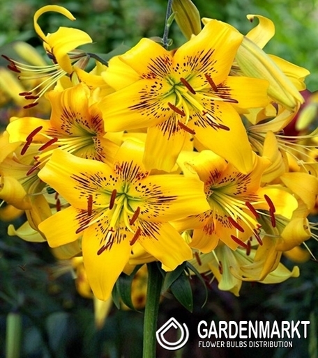 Lilia Tygrysia Yellow Bruse 1 szt.