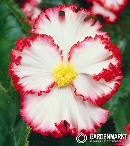 Begonia Dwukolorowa Crispa Marginata Biała 1 szt.