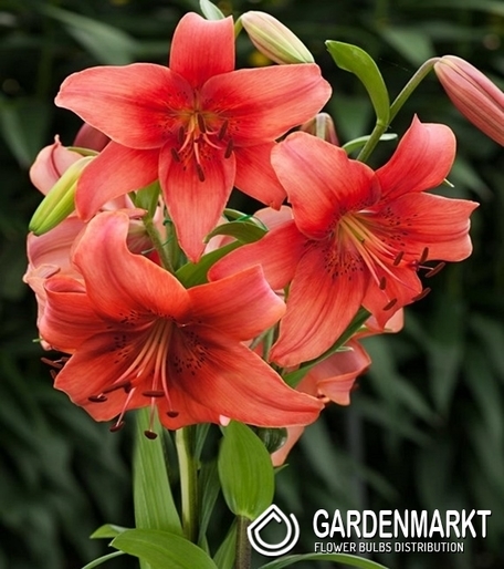 Lilia Azjatycka Pearl Loraine 1 szt.