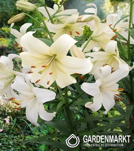 Lilia Azjatycka Pearl White 1 szt.